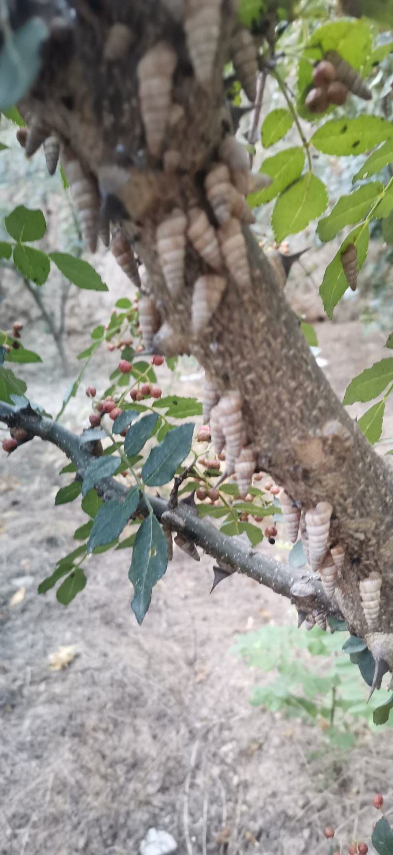 甘肃中药旱蜗牛