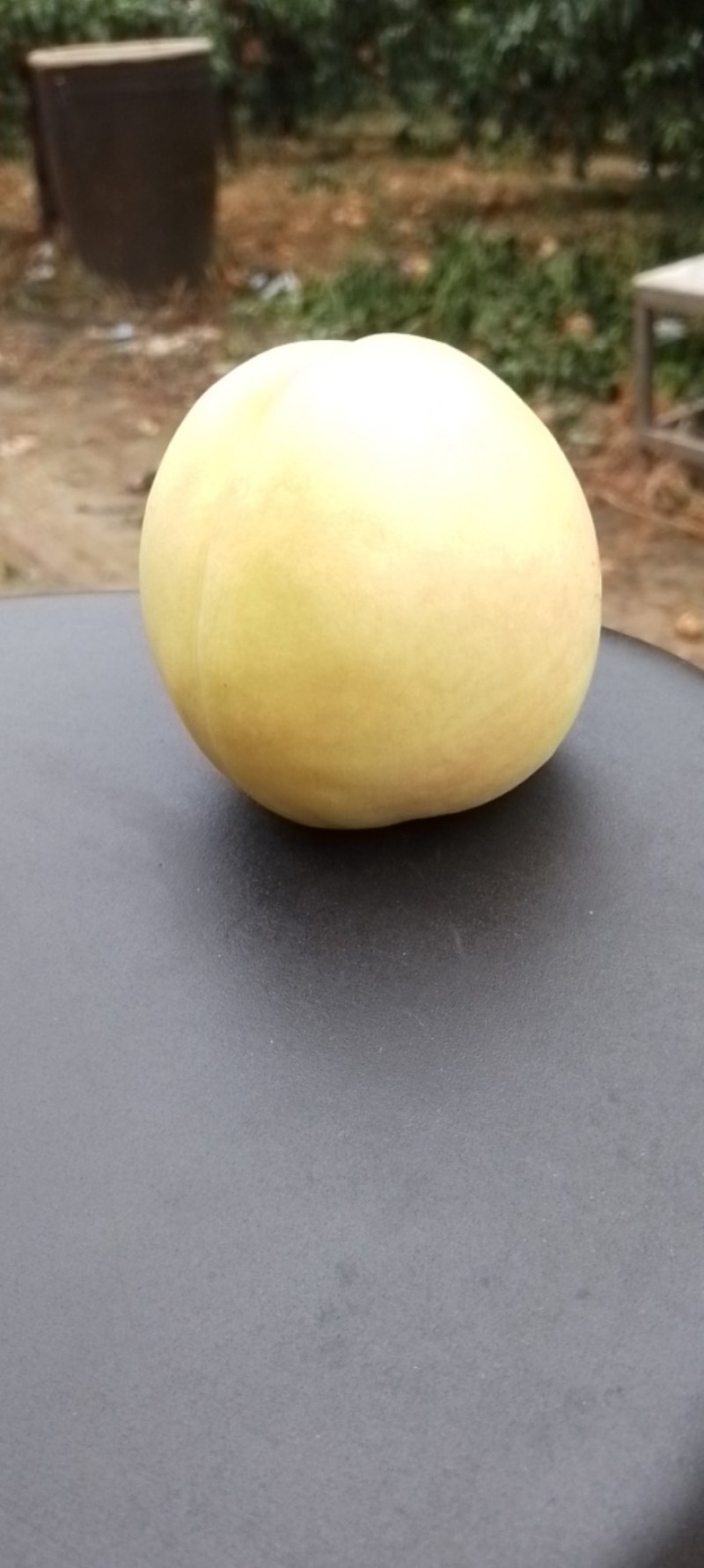 石黄果，黄肉油桃