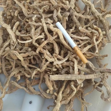 现货玉竹，优质野生玉竹，无杂玉竹大量供应