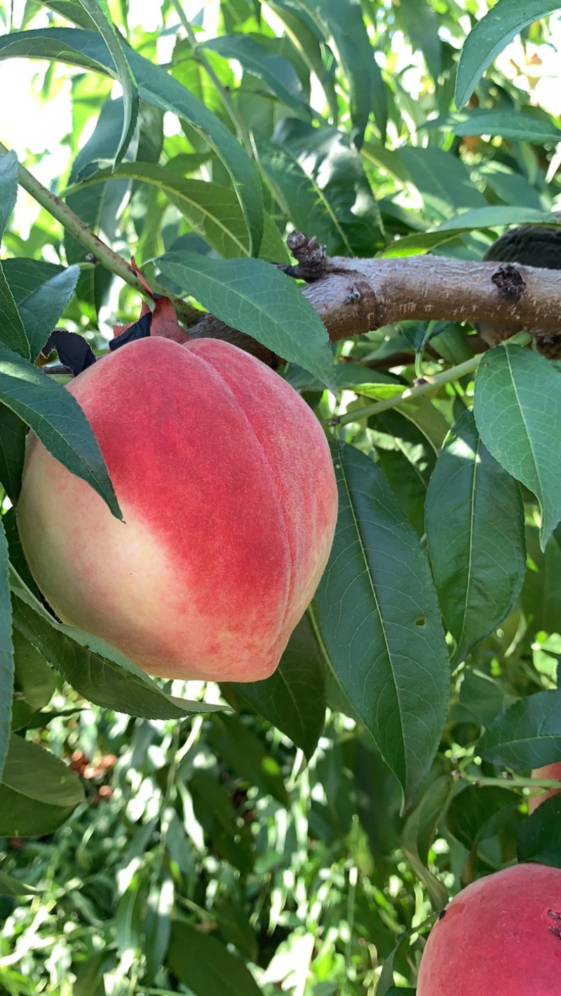 各种红毛桃不同季节不同品种到十月份都有货无伤无坏好货