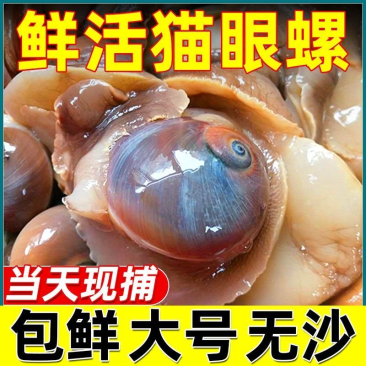 鲜活新鲜无沙吐沙猫眼螺玉螺香螺沙螺翡翠螺螺类批发