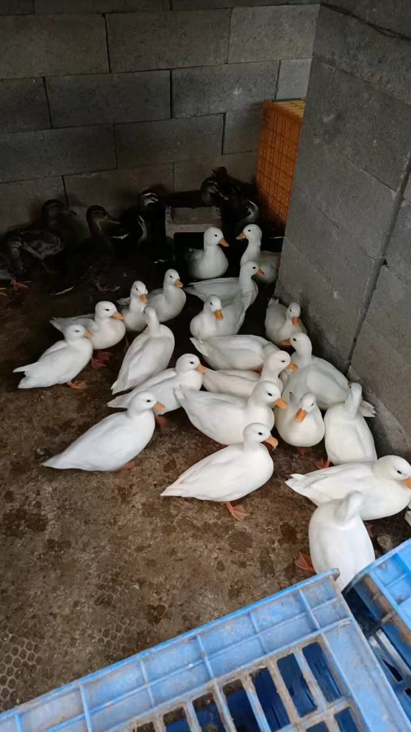 科尔鸭网红鸭景区观赏水禽好饲养品种保证包邮到家