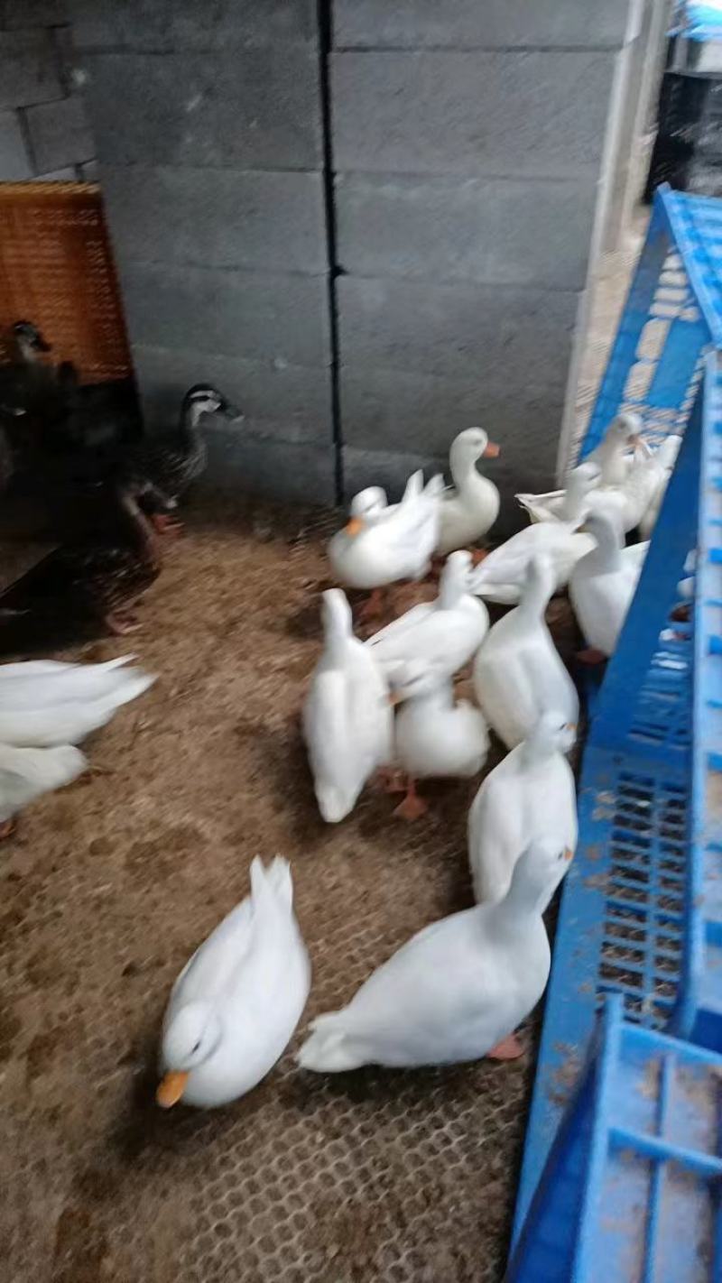 科尔鸭网红鸭景区观赏水禽好饲养品种保证包邮到家