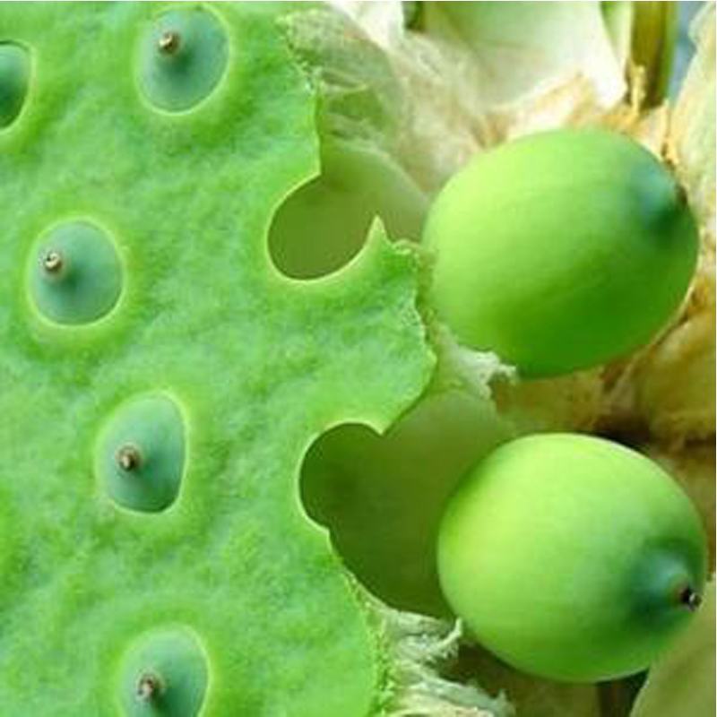 一件代发新鲜莲蓬现摘生吃新鲜当季蔬菜湘莲超甜嫩莲子包邮