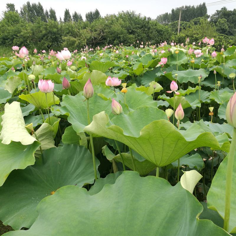 一件代发新鲜莲蓬现摘生吃新鲜当季蔬菜湘莲超甜嫩莲子包邮