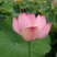 一件代发新鲜莲蓬现摘生吃新鲜当季蔬菜湘莲超甜嫩莲子包邮