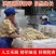 一件代发农家新鲜藕带时令蔬菜鲜藕条无藕尖藕肠藕稍湖北