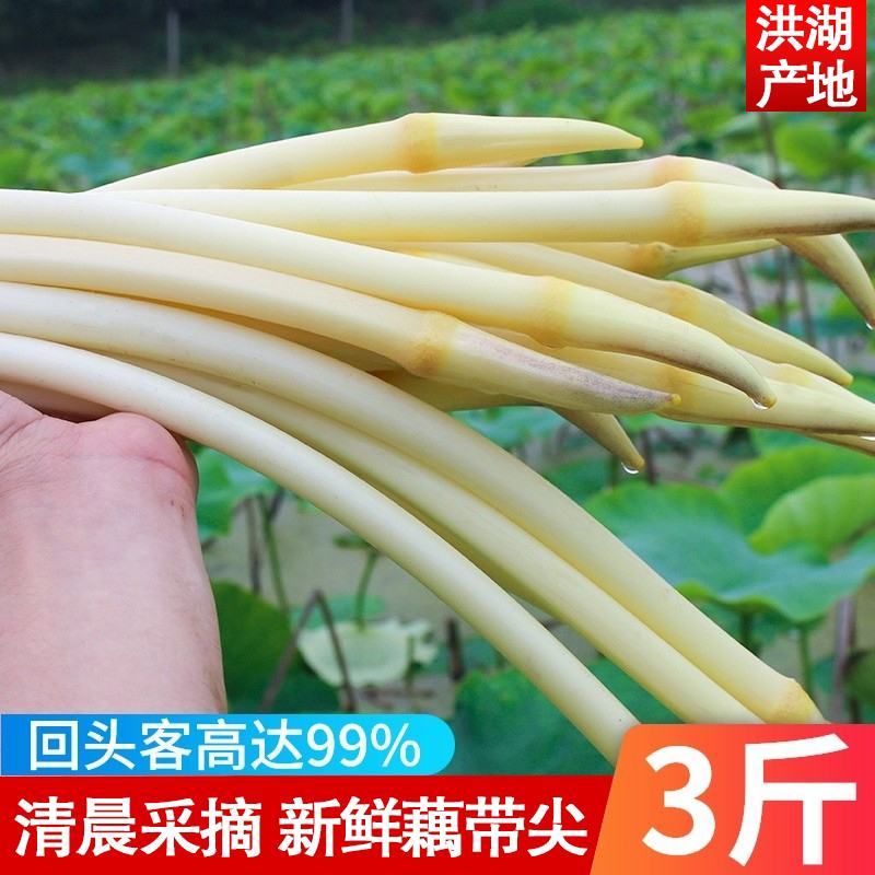 一件代发农家新鲜藕带时令蔬菜鲜藕条无藕尖藕肠藕稍湖北