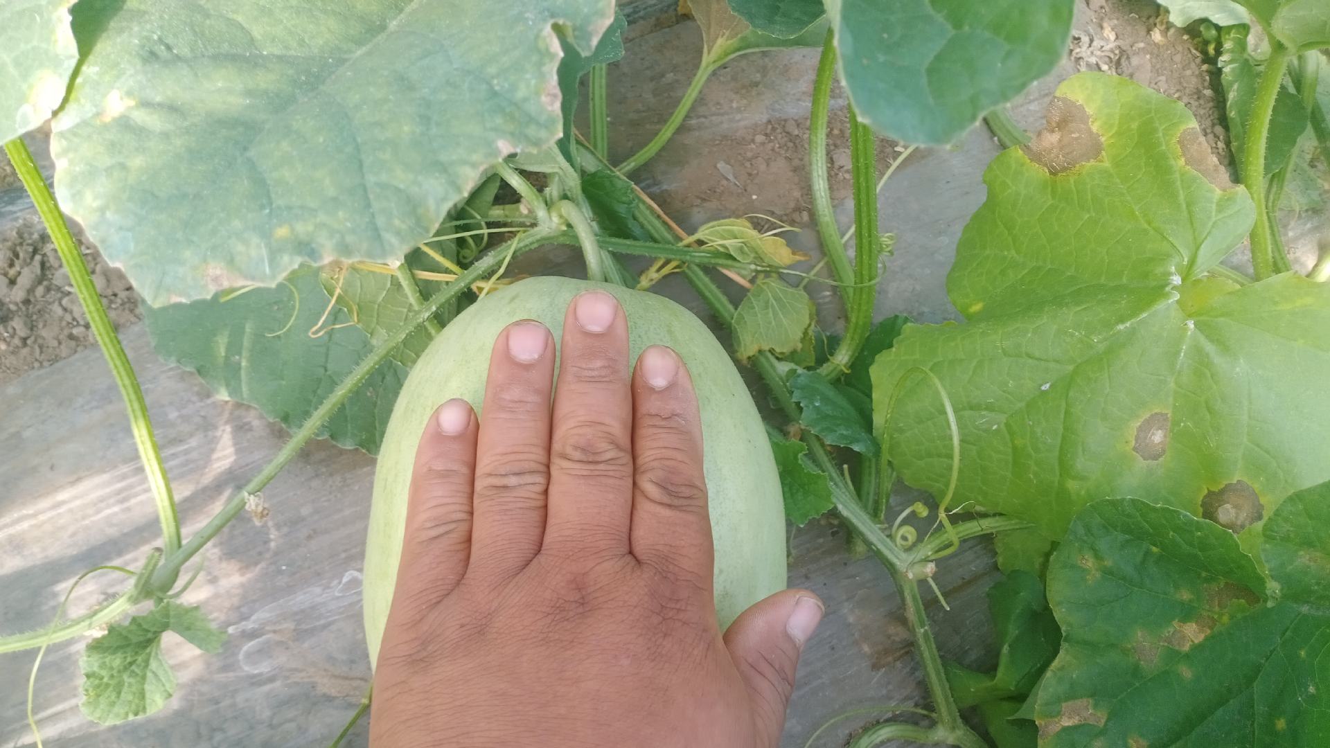 甜瓜蓟马危害图