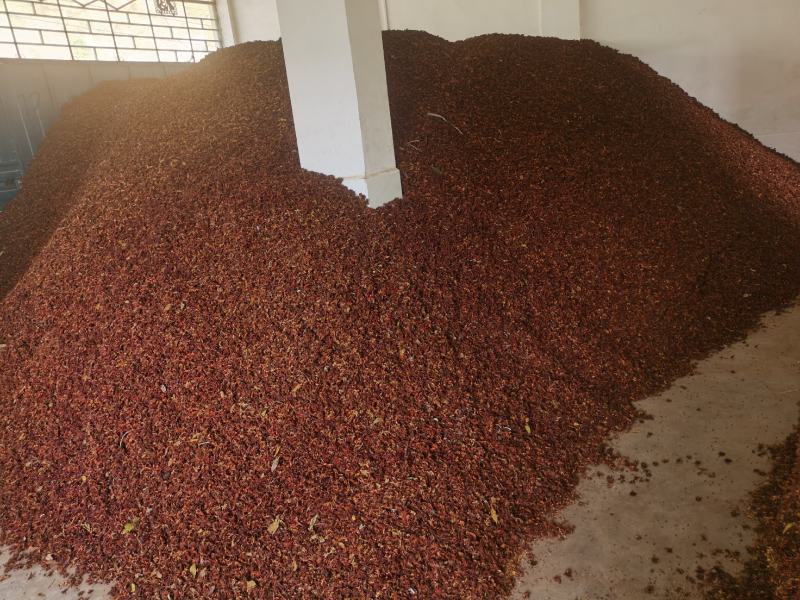 莽草（野八角），大量供应，品质保证，需要的老板联系，量大
