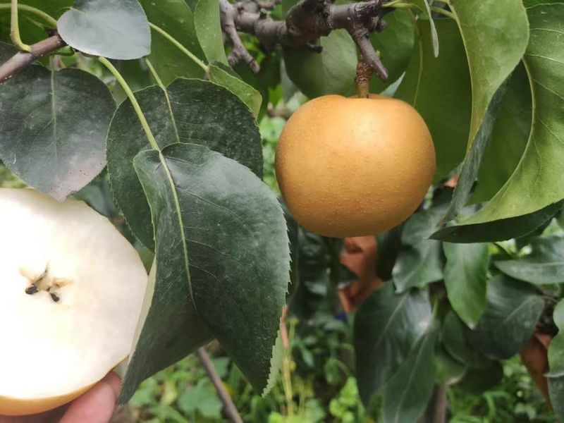 山东秋月梨千亩园持续供应绿色种植不用化学催熟剂