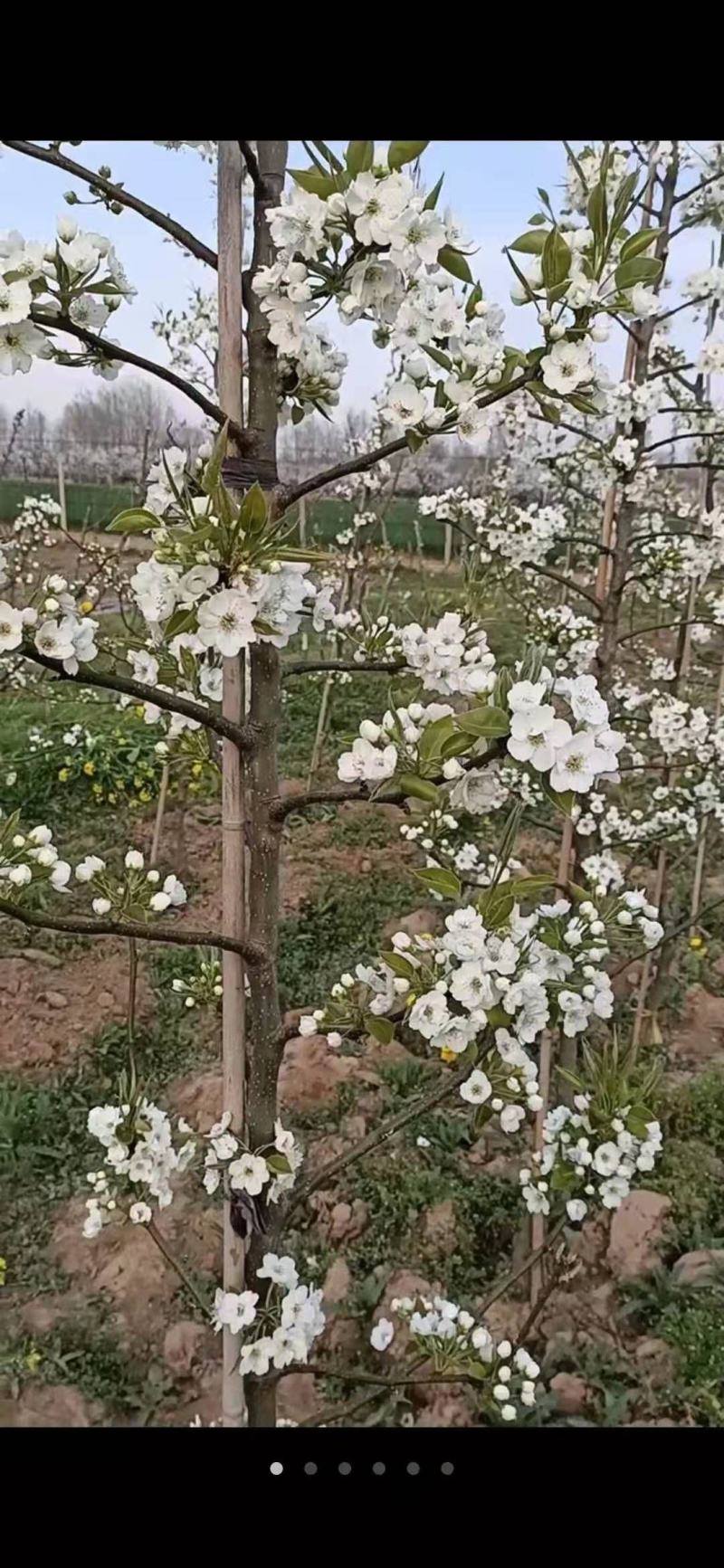 山东秋月梨千亩园持续供应绿色种植不用化学催熟剂