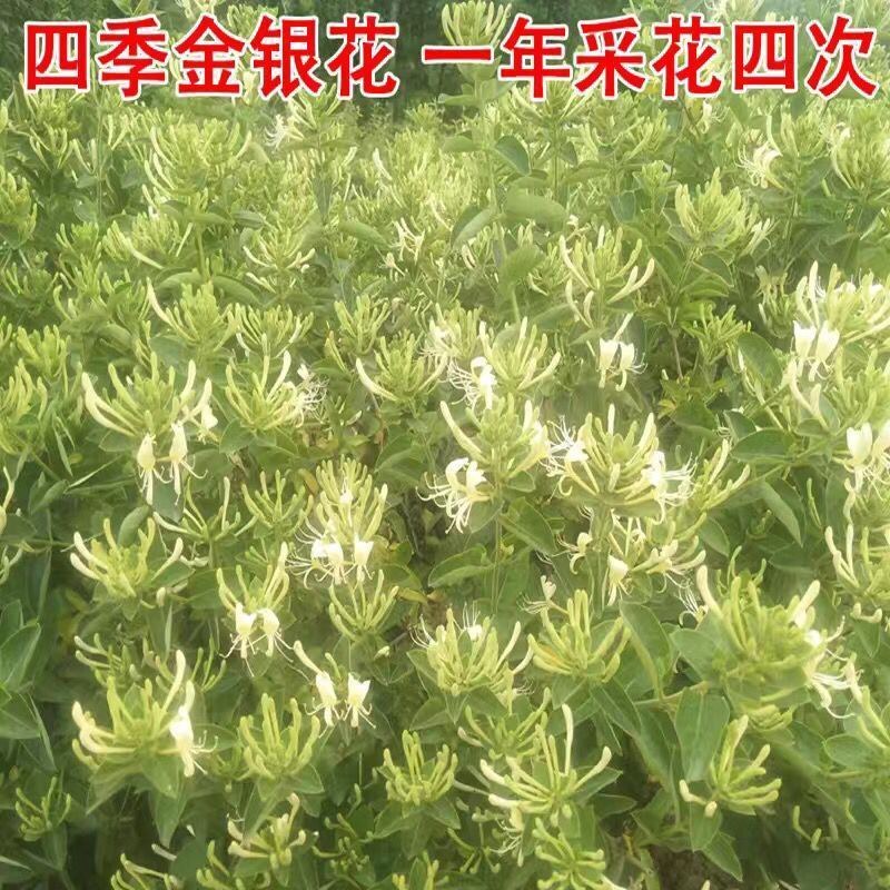 金银花树苗可盆栽地栽食用泡茶闻香观赏药用金银花苗四季种植