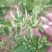 金银花树苗可盆栽地栽食用泡茶闻香观赏药用金银花苗四季种植