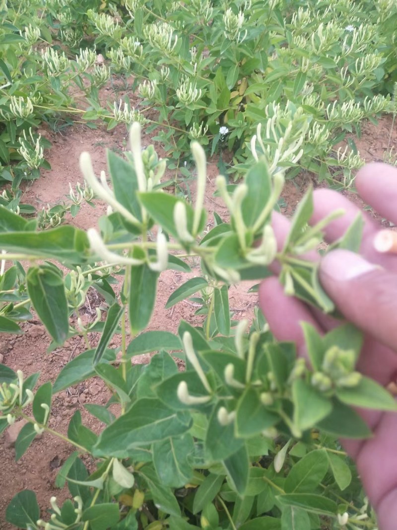 金银花树苗可盆栽地栽食用泡茶闻香观赏药用金银花苗四季种植