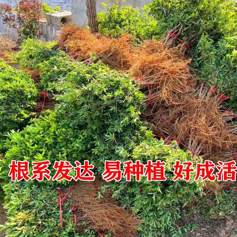 金银花树苗可盆栽地栽食用泡茶闻香观赏药用金银花苗四季种植