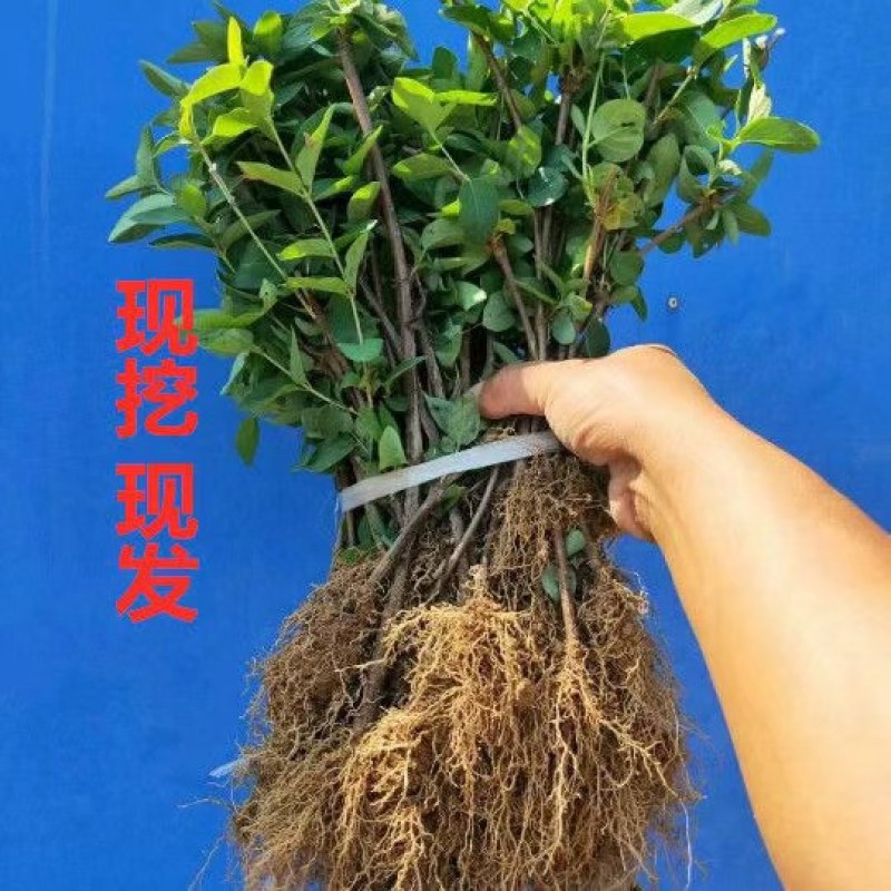 金银花树苗可盆栽地栽食用泡茶闻香观赏药用金银花苗四季种植