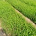 金银花树苗可盆栽地栽食用泡茶闻香观赏药用金银花苗四季种植