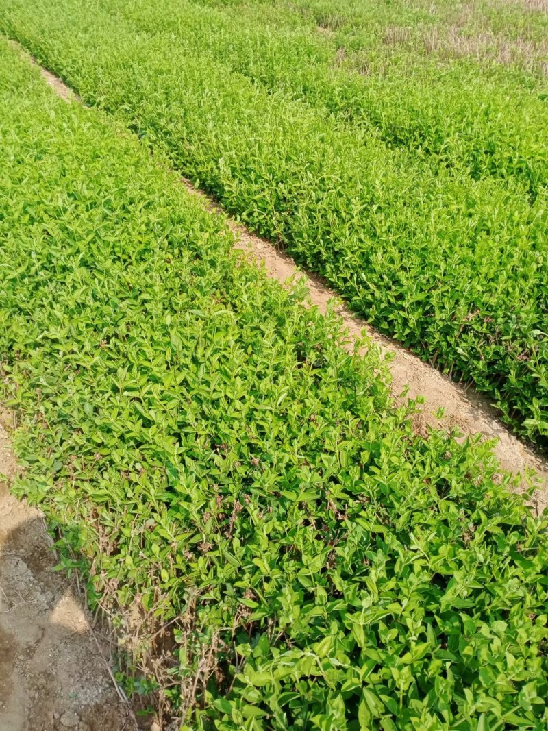 金银花树苗可盆栽地栽食用泡茶闻香观赏药用金银花苗四季种植