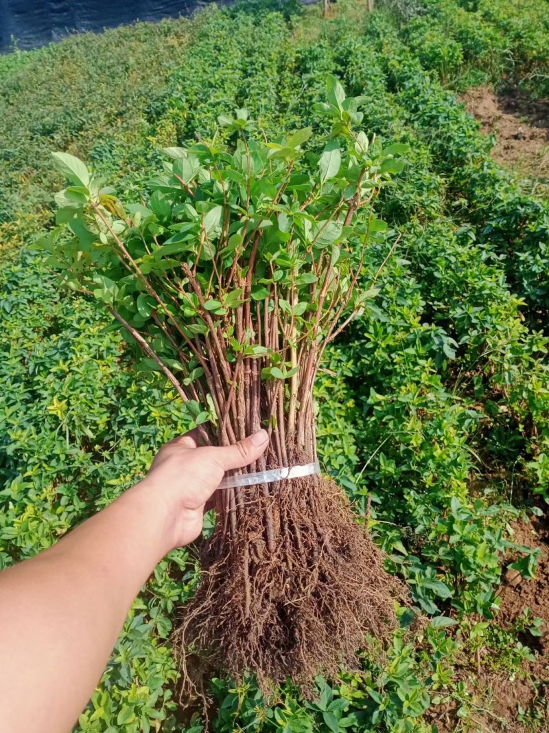 金银花树苗可盆栽地栽食用泡茶闻香观赏药用金银花苗四季种植