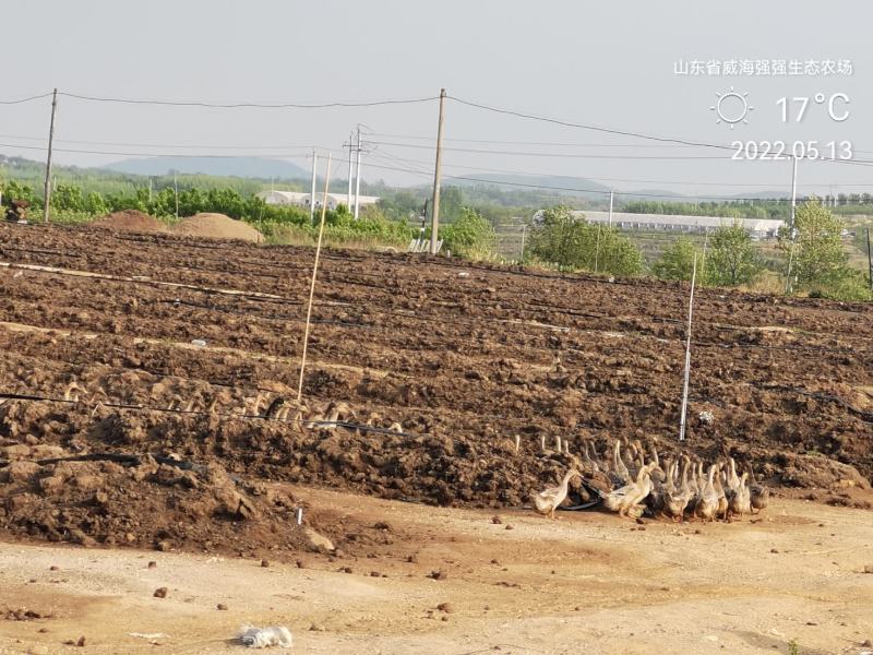 山东秋月梨千亩园持续供应绿色种植不用化学催熟剂