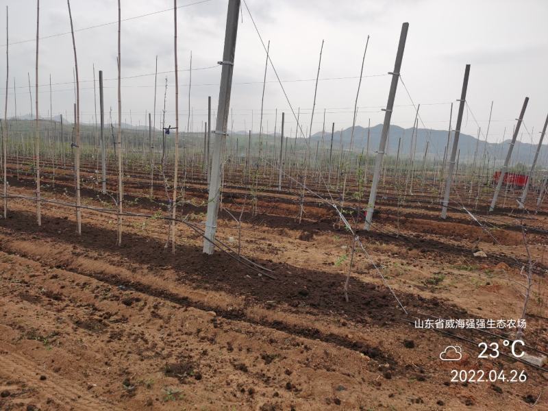 山东秋月梨千亩园持续供应绿色种植不用化学催熟剂
