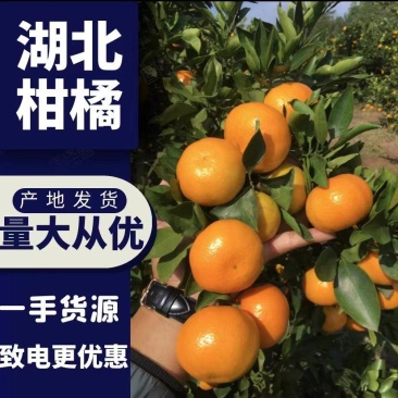 湖北蜜桔蜜橘柑橘皮薄多汁化渣一手货源产地现采欢迎联系