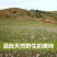 山西特产麻麻花100克泽蒙摘麻花扎蒙花山葱麻麻花包邮