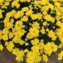 国庆菊，千头菊，有大盆，120.130.250.150.