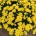国庆菊，千头菊，有大盆，120.130.250.150.