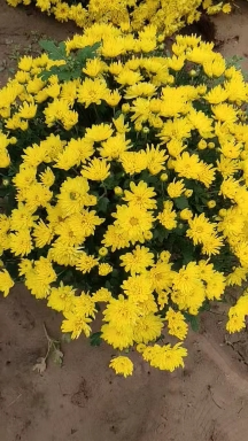 国庆菊，千头菊，有大盆，120.130.250.150.