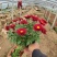 国庆菊，千头菊，有大盆，120.130.250.150.