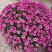 国庆菊，千头菊，有大盆，120.130.250.150.