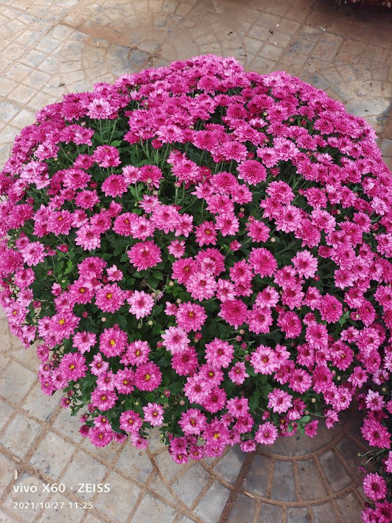 国庆菊，千头菊，有大盆，120.130.250.150.