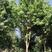 三角枫18-20cm，移栽苗，成活率高，树形优美