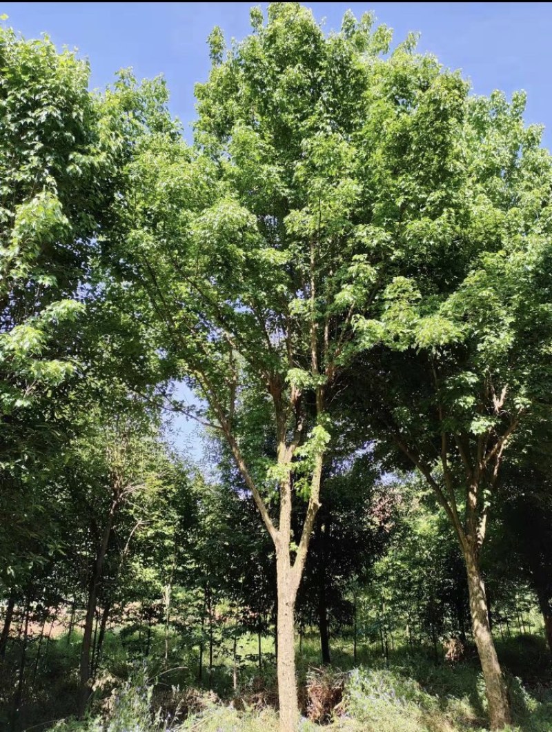 移栽三角枫18-22cm，移栽苗，成活率高，树形优美