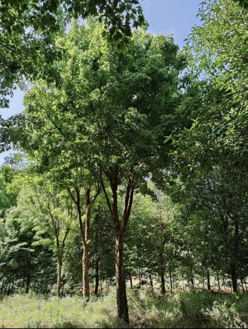 移栽三角枫18-22cm，移栽苗，成活率高，树形优美