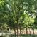 三角枫18-20cm，移栽苗，成活率高，树形优美