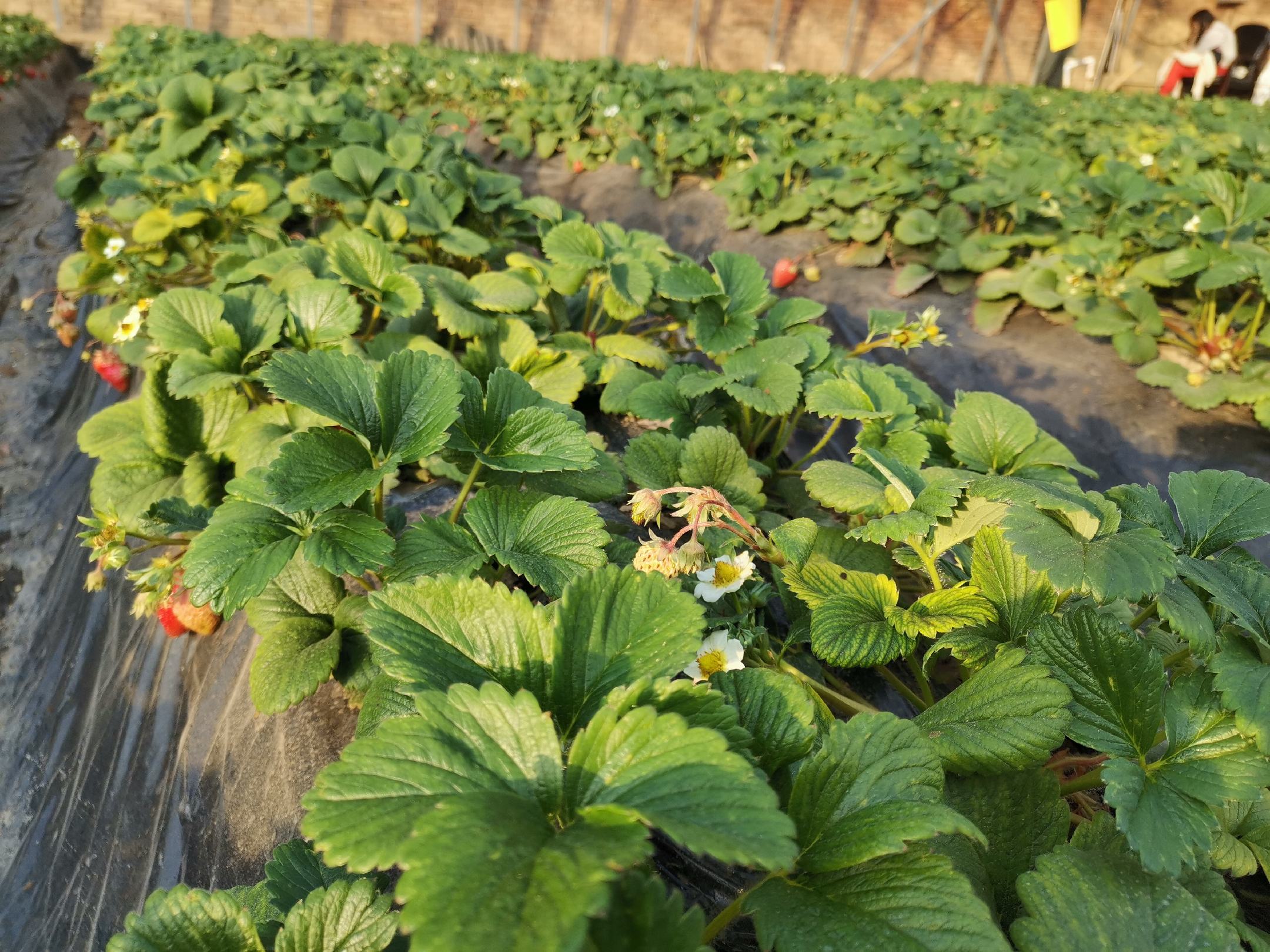 圣女果病虫害防治现场