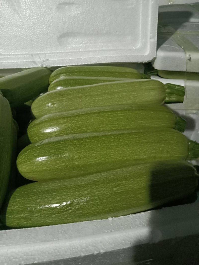 西葫芦陆续上市