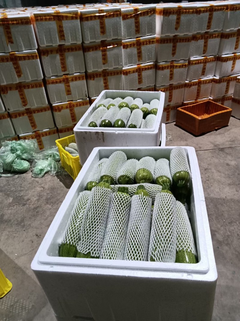 西葫芦陆续上市