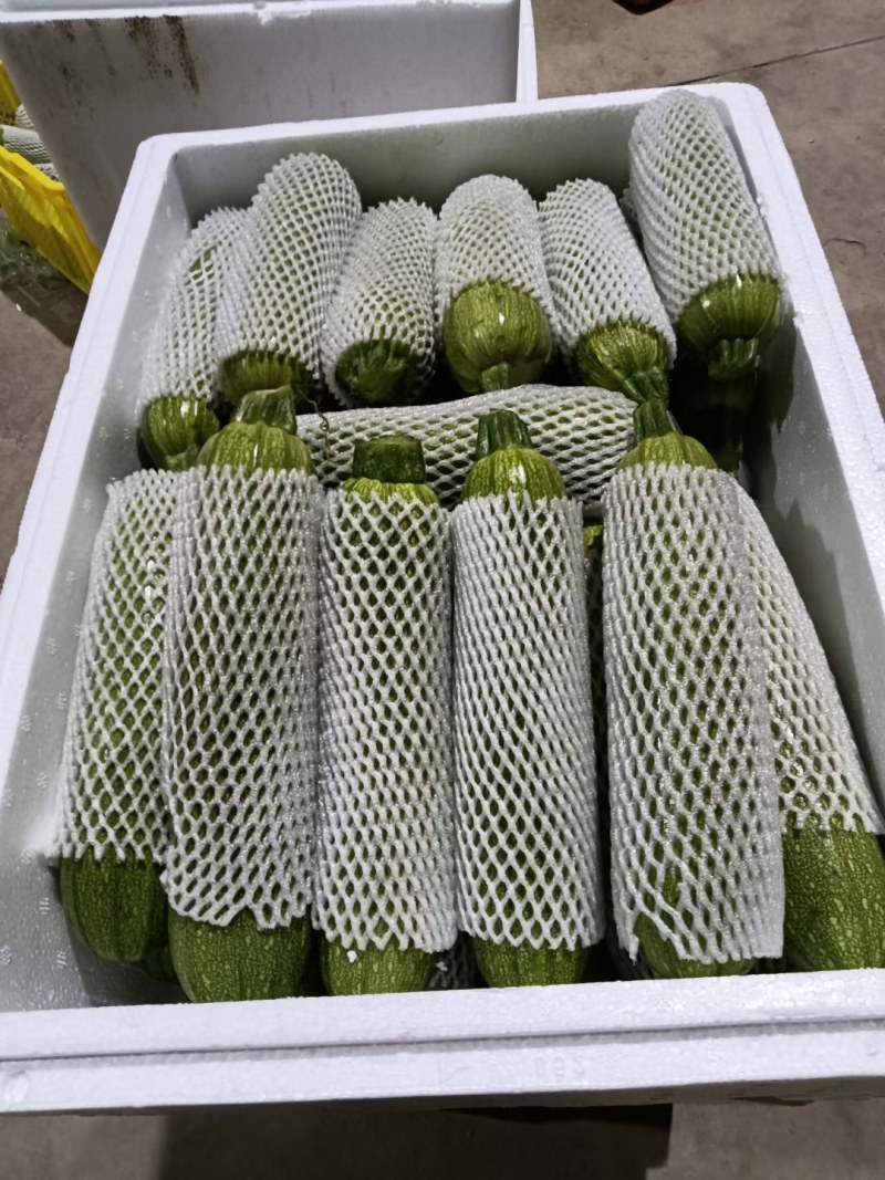 西葫芦陆续上市