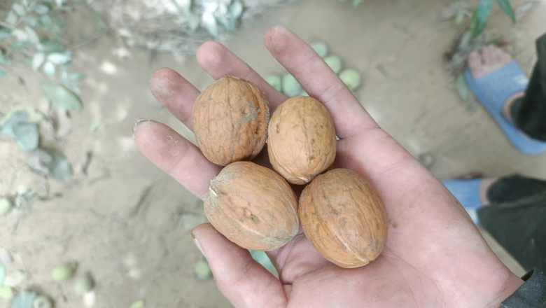 乾隆皇帝手持文玩核桃
