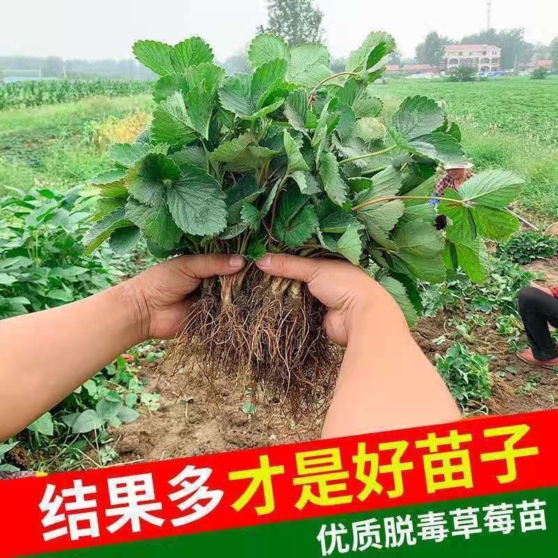 四季草莓苗南北方当年结果树苗红颜奶奶油草莓白草莓苗