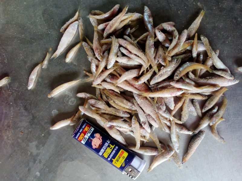 单冻小麦穗，单冻小麦穗，单冻小麦穗，单冻小麦穗