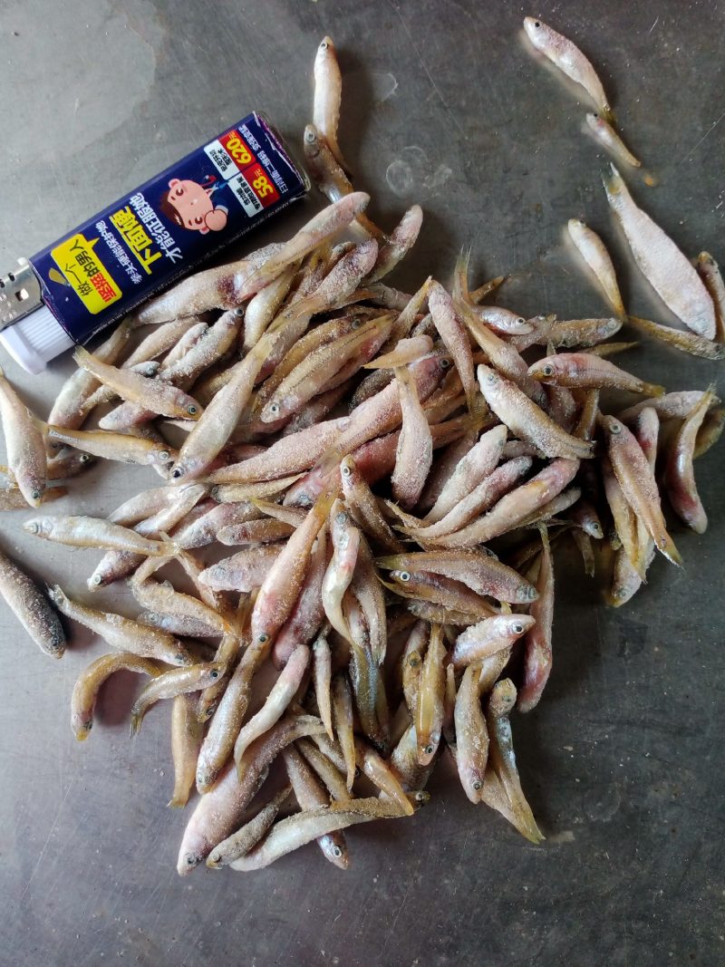 单冻小麦穗，单冻小麦穗，单冻小麦穗，单冻小麦穗