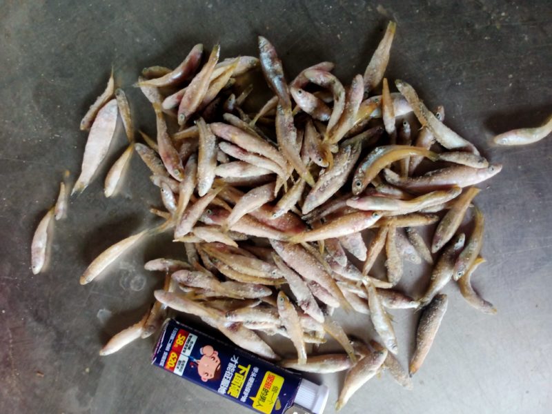 单冻小麦穗，单冻小麦穗，单冻小麦穗，单冻小麦穗