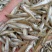 单冻小麦穗，单冻小麦穗，单冻小麦穗，单冻小麦穗