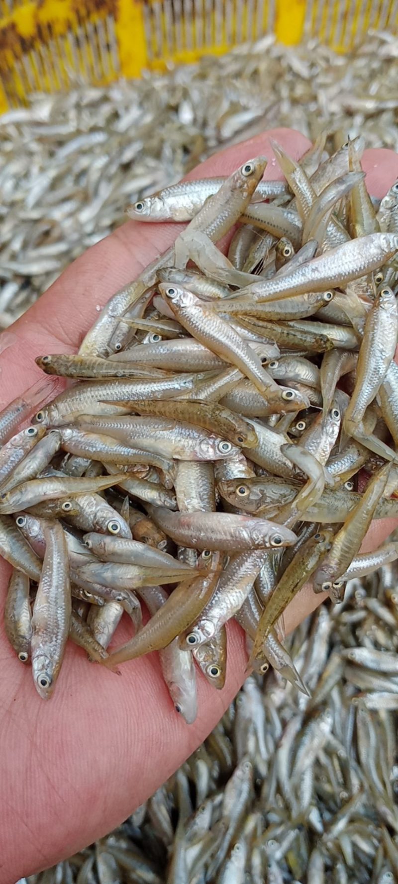 单冻小麦穗，单冻小麦穗，单冻小麦穗，单冻小麦穗