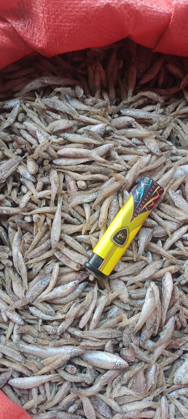 单冻小麦穗，单冻小麦穗，单冻小麦穗，单冻小麦穗